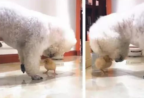 小鸡把泰迪的小弟弟看成虫子，直接开啄，泰迪：多么痛的领悟！