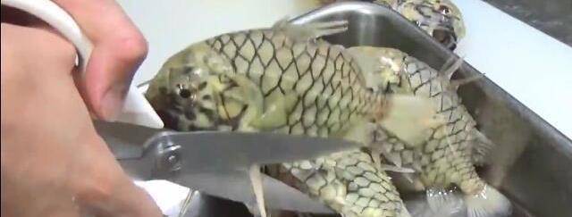 世界上最坚硬的鱼，剪刀也剪不开，网友：这种鱼有天敌吗？