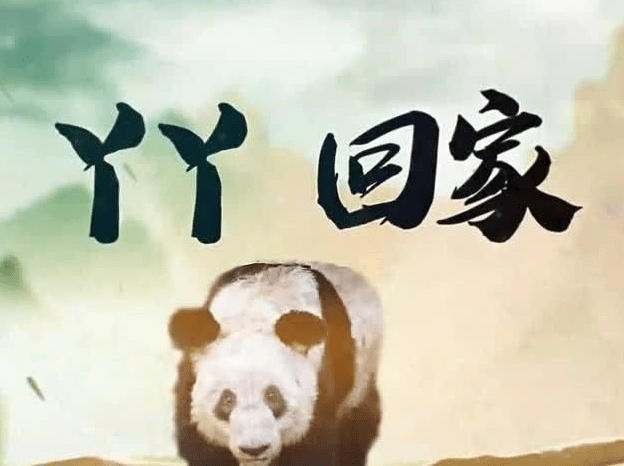 中国国宝大熊猫，国际<strong>关系</strong>的试金石