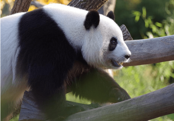 中国国宝大熊猫，国际关系的试金石