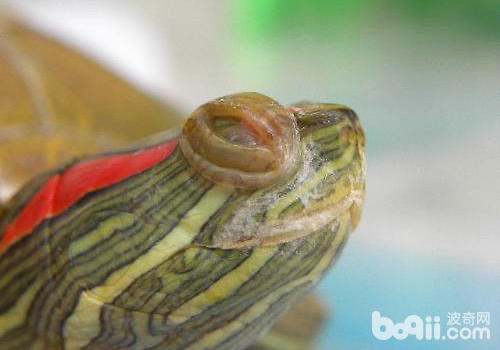 巴西龟白眼病用什么药治疗好？