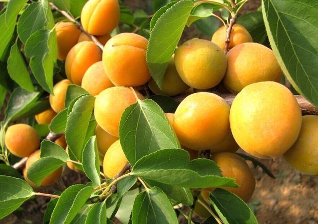 <strong>杏</strong>子属于热性水果还是凉性水果