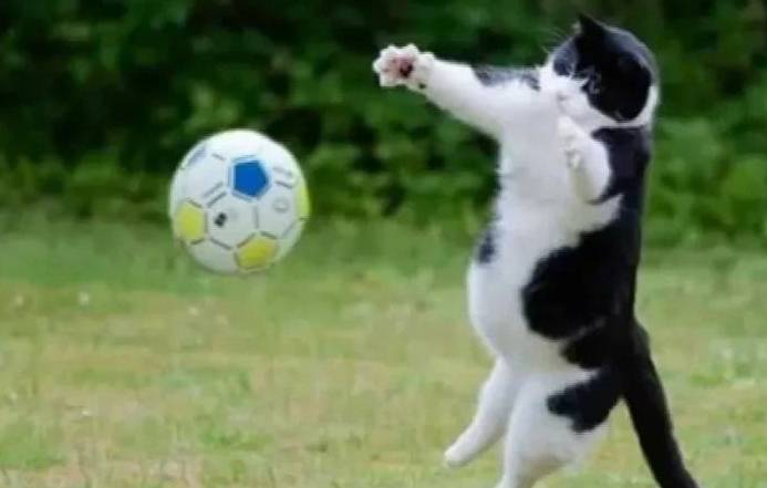 如果猫咪也有奥运会 网友：哈哈！金牌给你