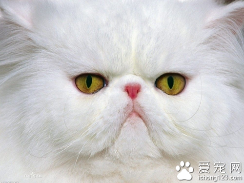波斯猫的眼睛 少数波斯猫眼睛的不一样