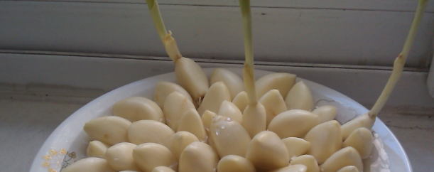 大蒜种植的方法——水培法