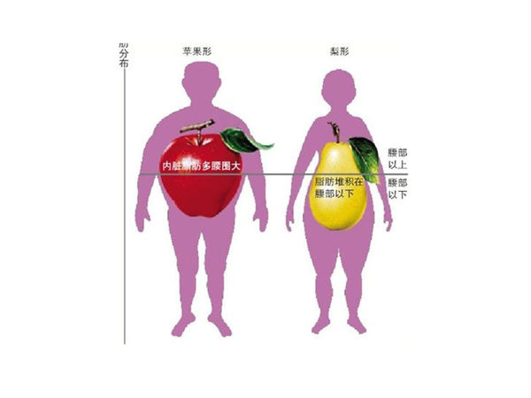 内脏脂肪是什么概念,怎么减 身体脂肪、内脏脂肪的正常值是多少?