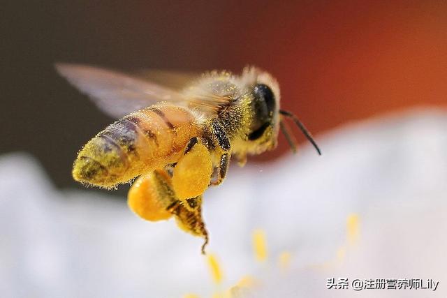 减肥蜂蜜可以吃吗 蜂蜜怎么吃才能减肥？