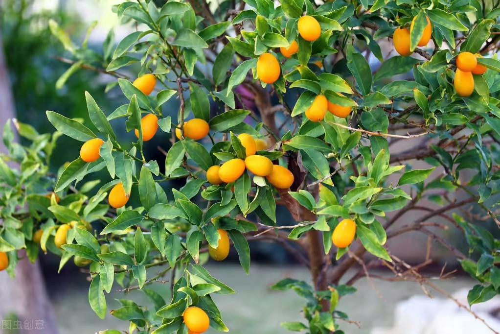金桔的功效与作用 金桔和橘子的区别？
