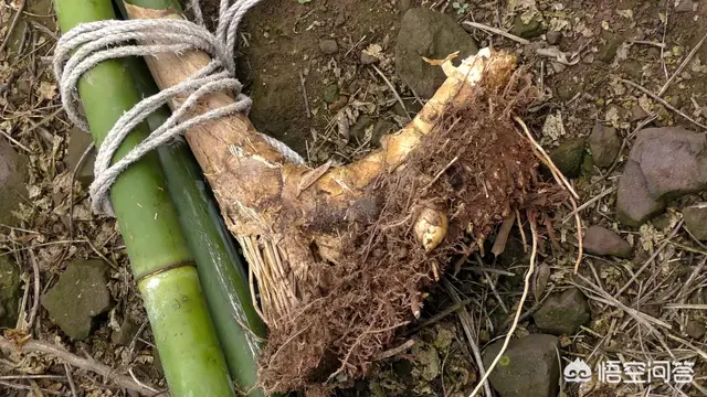竹子怎么种植方法 竹子怎么种植才能长得好？