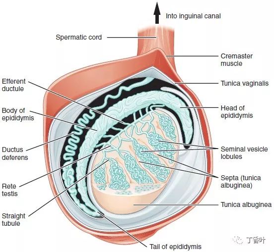 睾丸_左侧睾丸里下边连着睾丸有个小疙瘩_睾丸有几个睾丸小叶