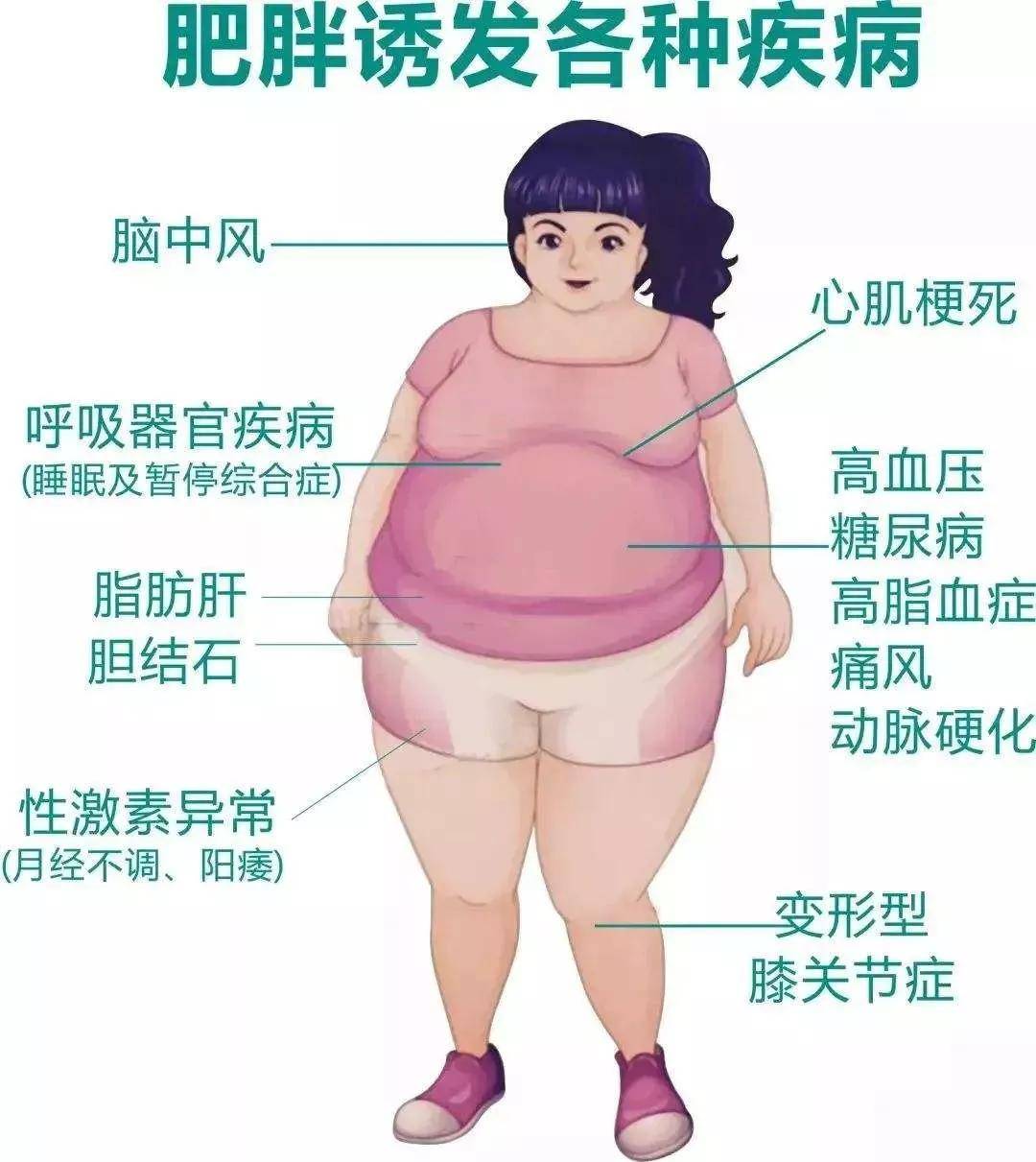 肥胖的危害_肥胖指数_肥胖