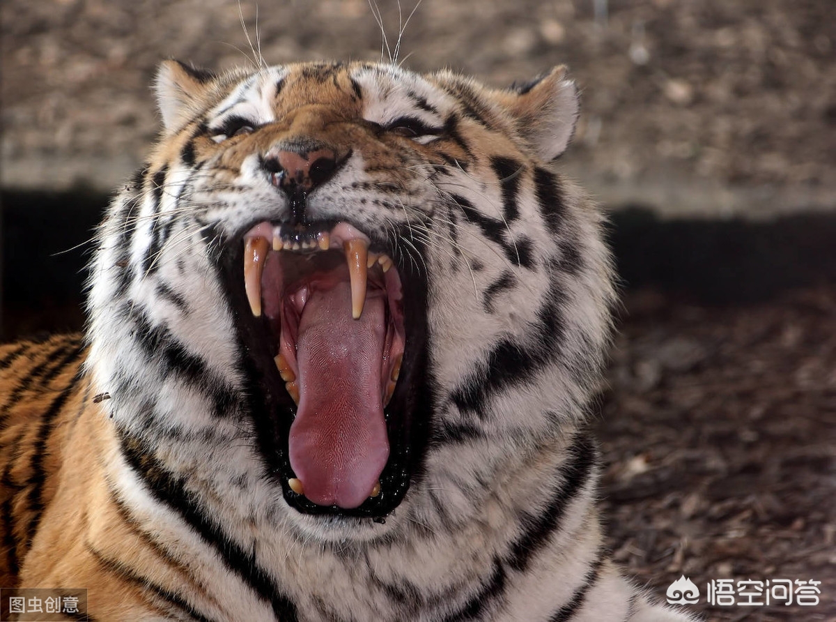 藏獒斗老虎视频 一獒战三虎，藏獒真的敢和森林之王老虎打架吗