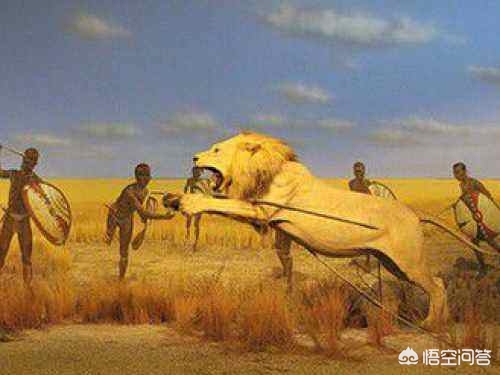乞丐讨吃 <strong>非洲</strong>土著人敢从狮口夺食，这是真的吗？