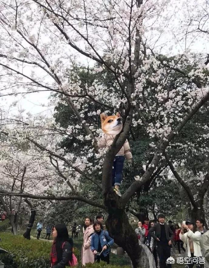 赏樱指南 武汉大学有什么好玩的地？