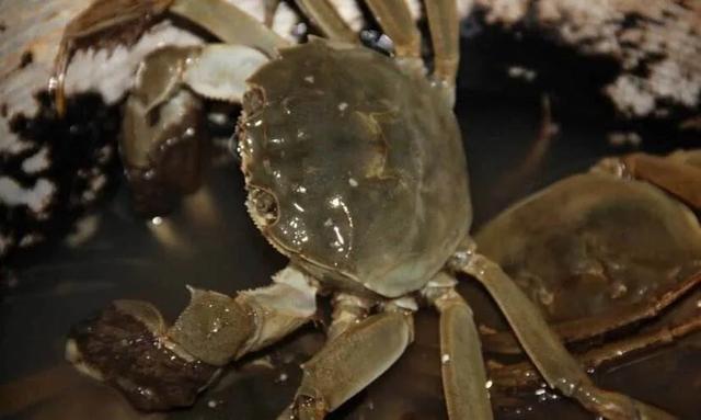河蟹蒸多久最佳时间 什么是河蟹？