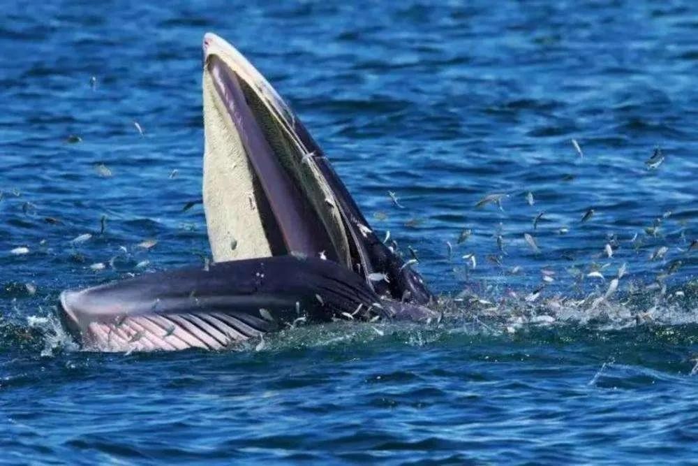 鲸鱼爆炸视频 人的尸体腐败会不会跟漂落在海边浅滩的鲸鱼一样发生“爆炸”？