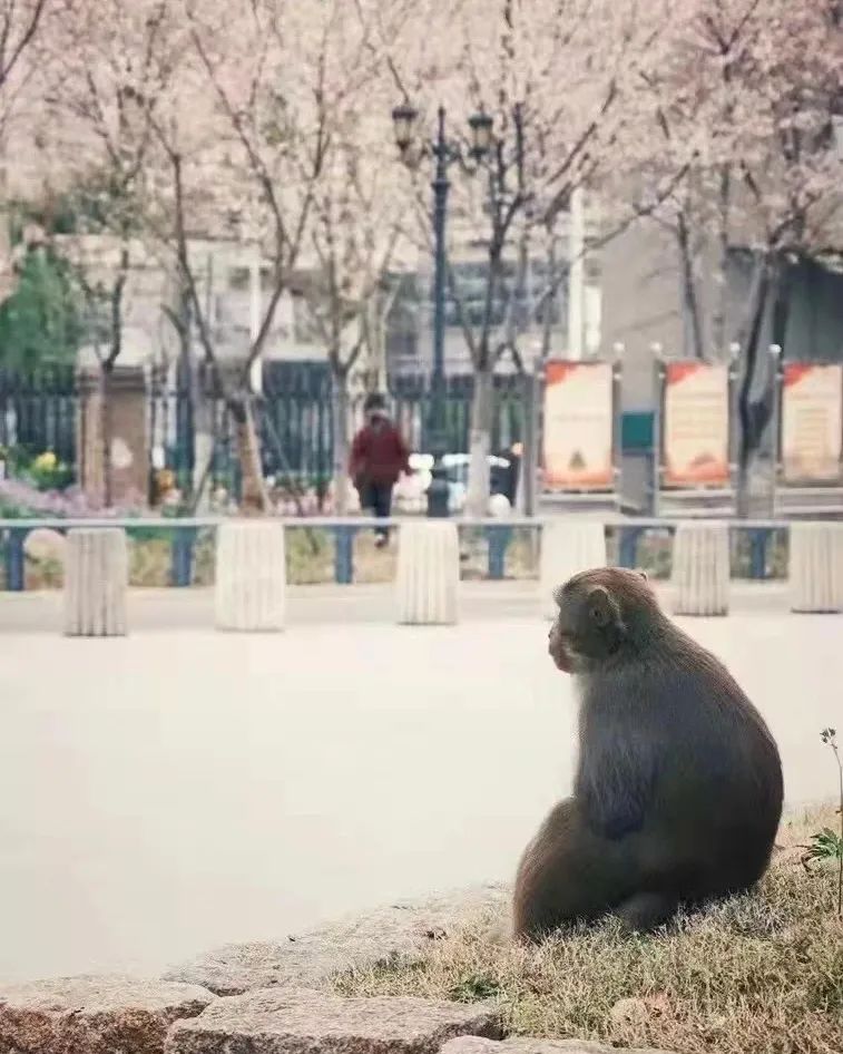 抓住<strong>南京</strong>城里的“泼猴”｜深度报道