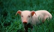 生肖猪：12个月份12种命，这几月出生的子女，天生龙凤命有大出息